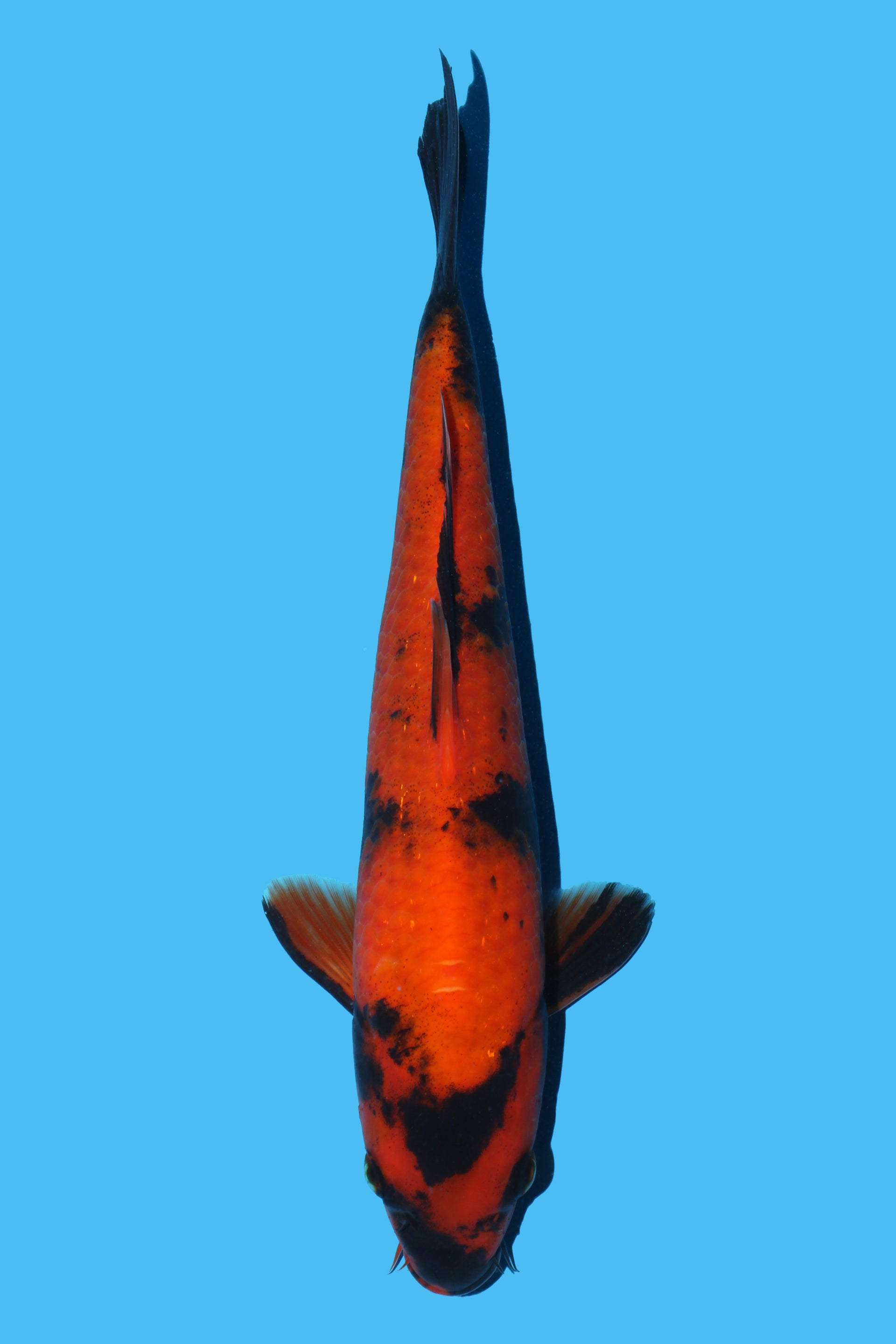 Hi Utsuri