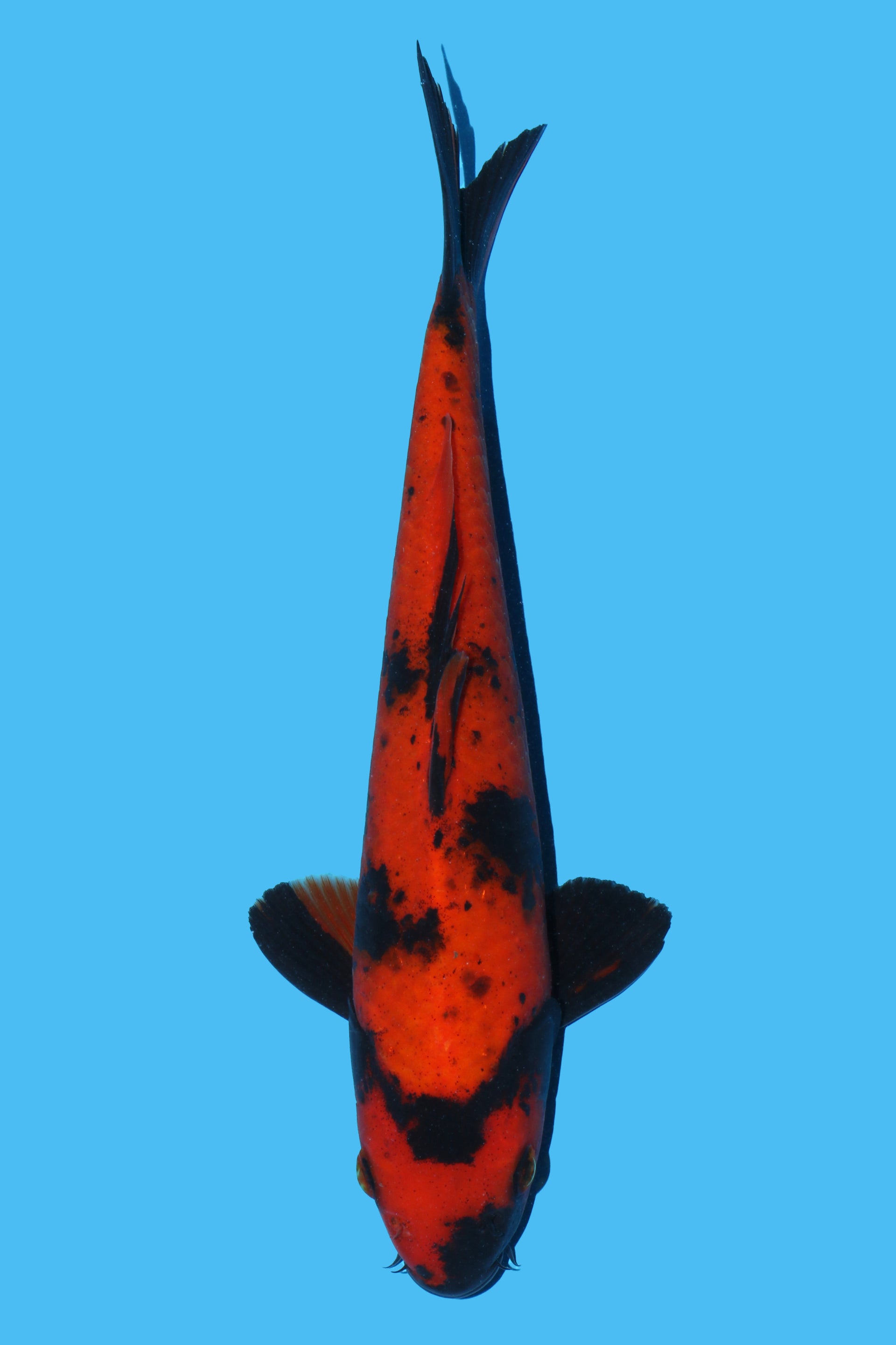 Hi Utsuri
