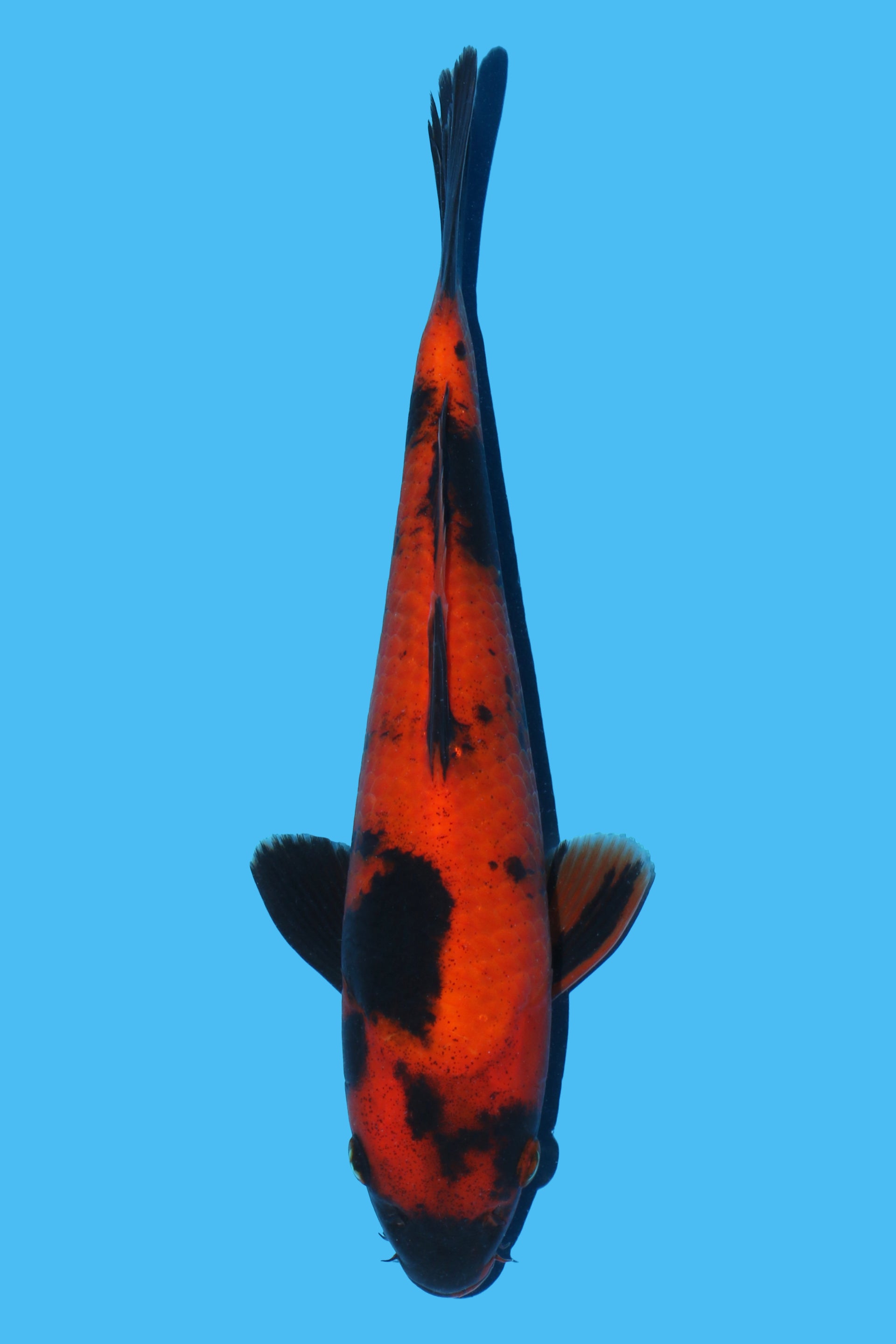 Hi Utsuri