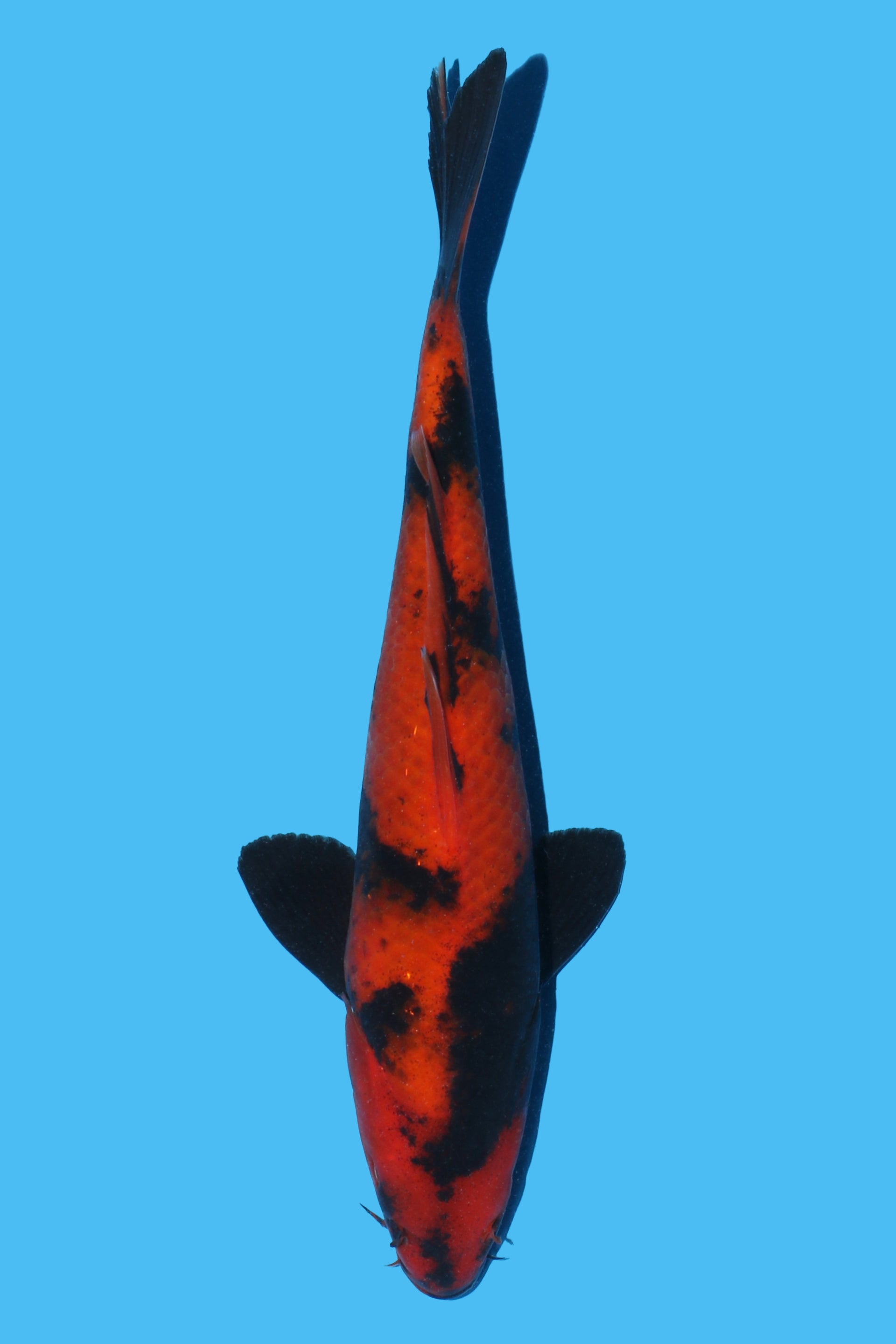 Hi Utsuri