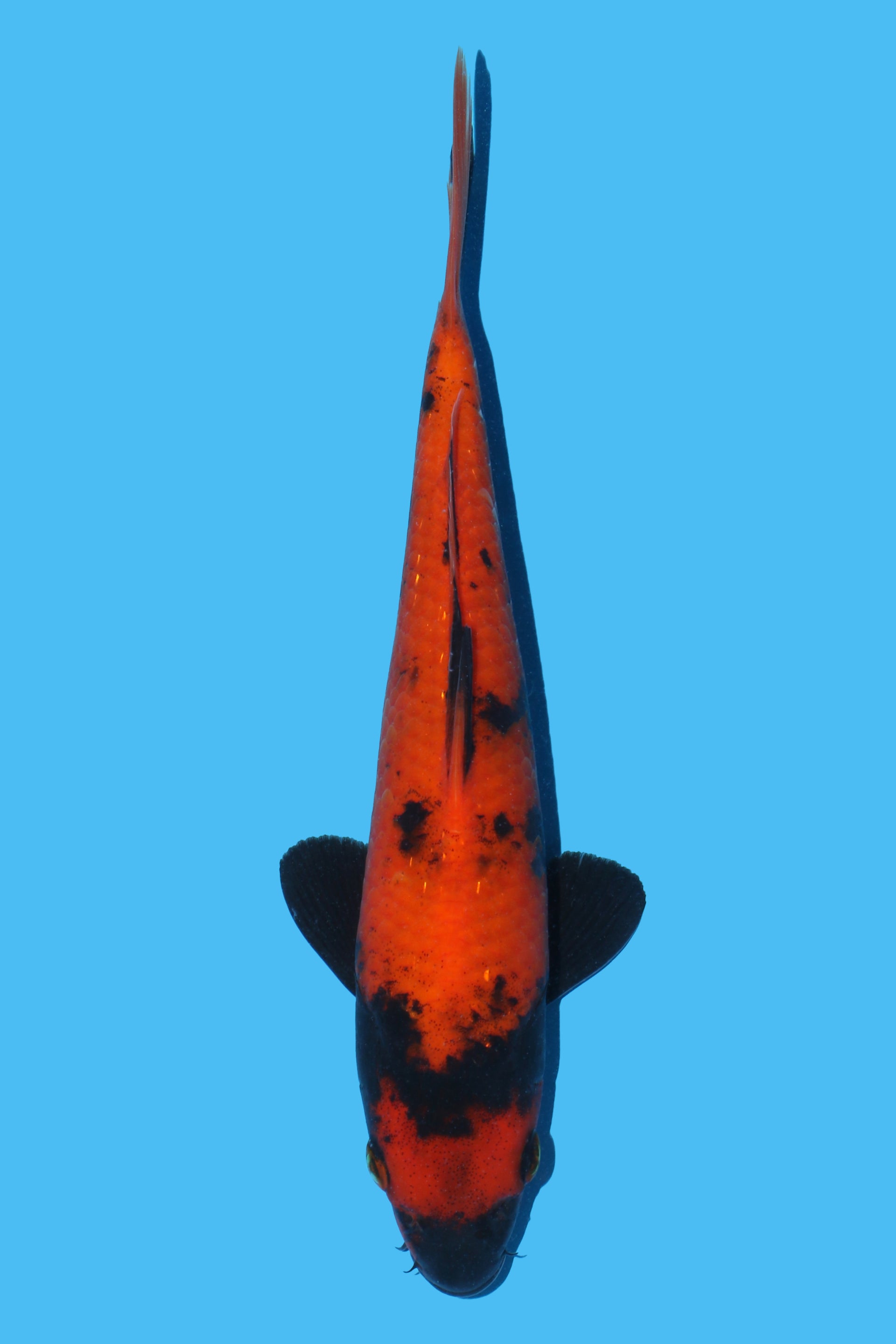 Hi Utsuri