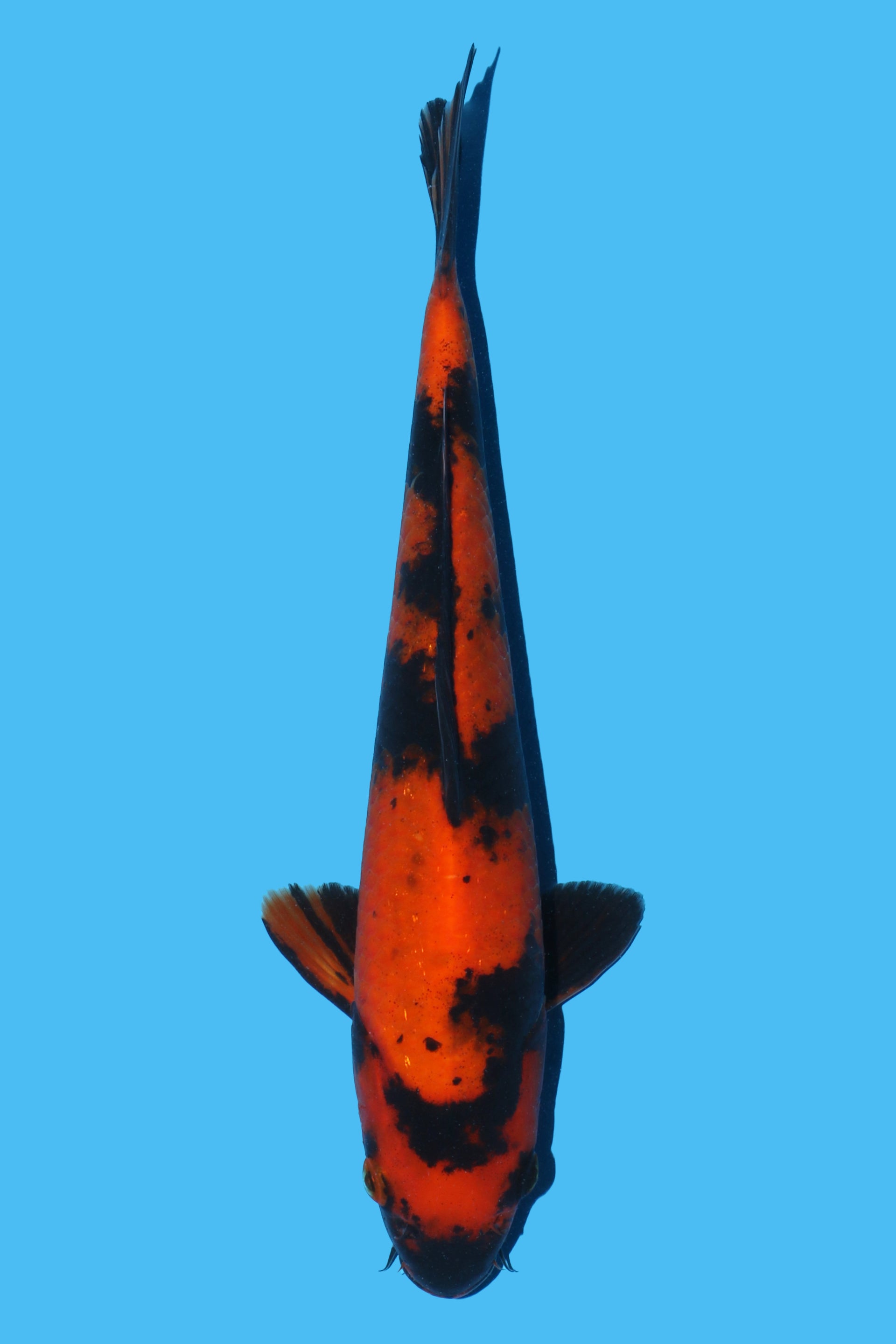 Hi Utsuri