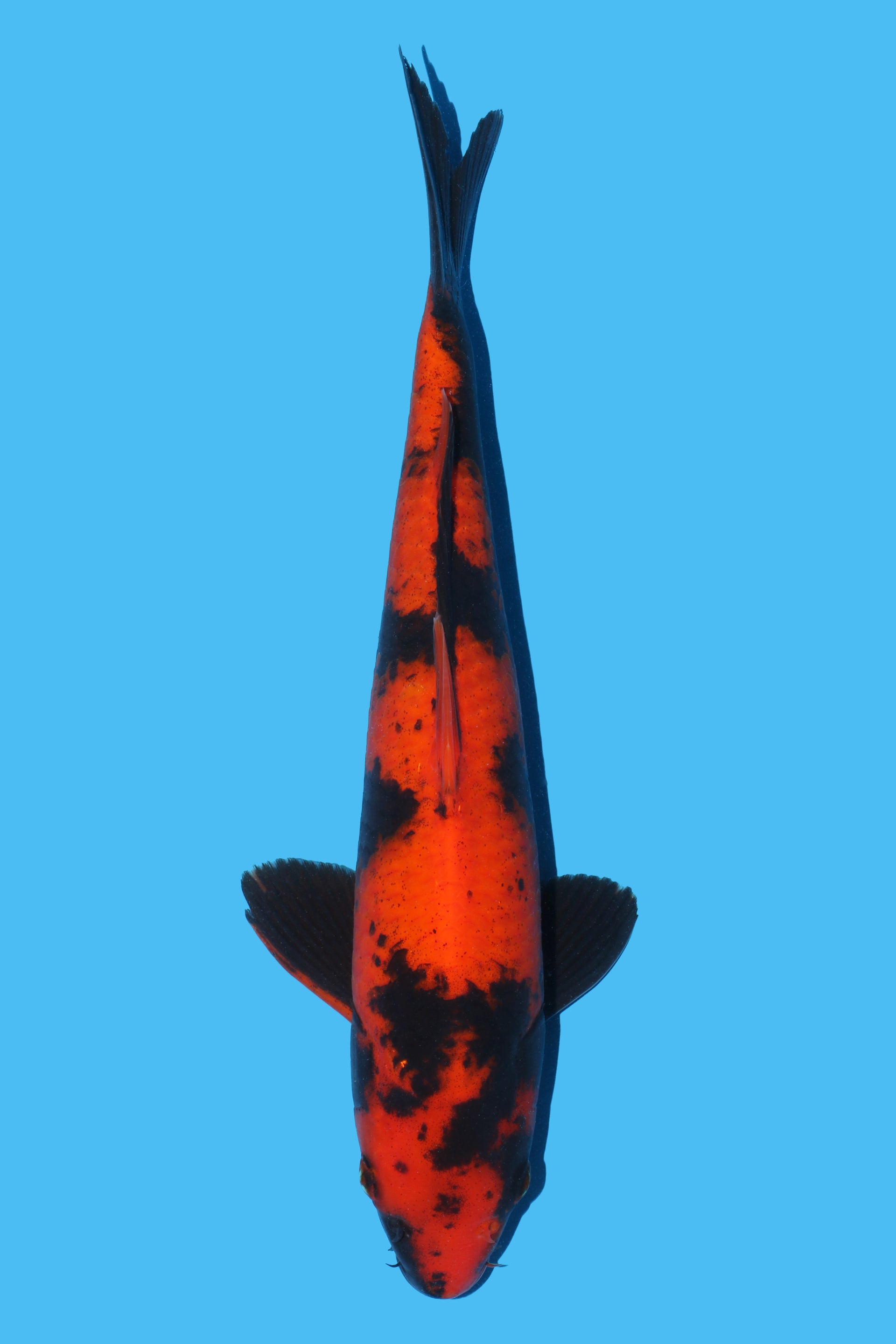 Hi Utsuri