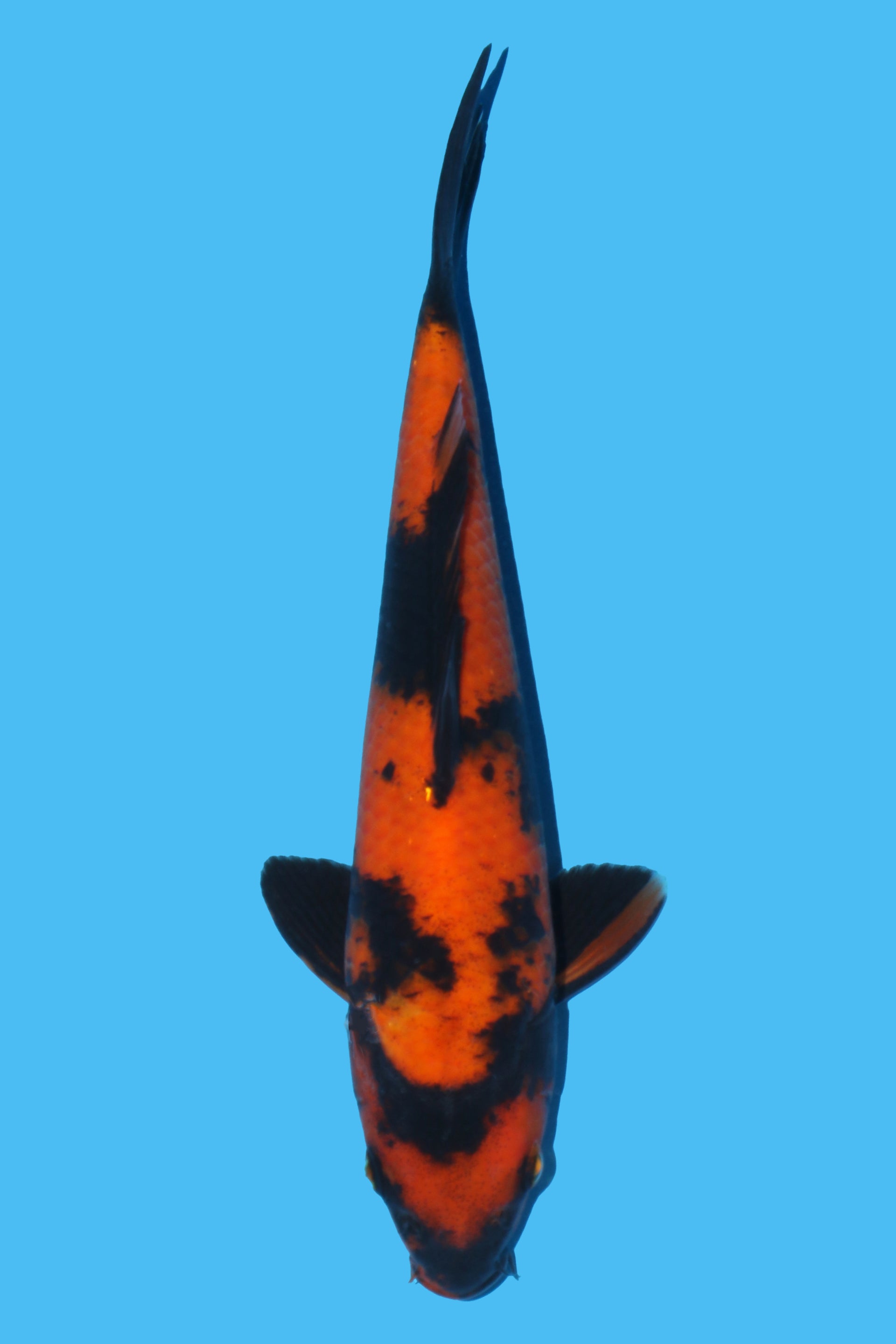 Hi Utsuri