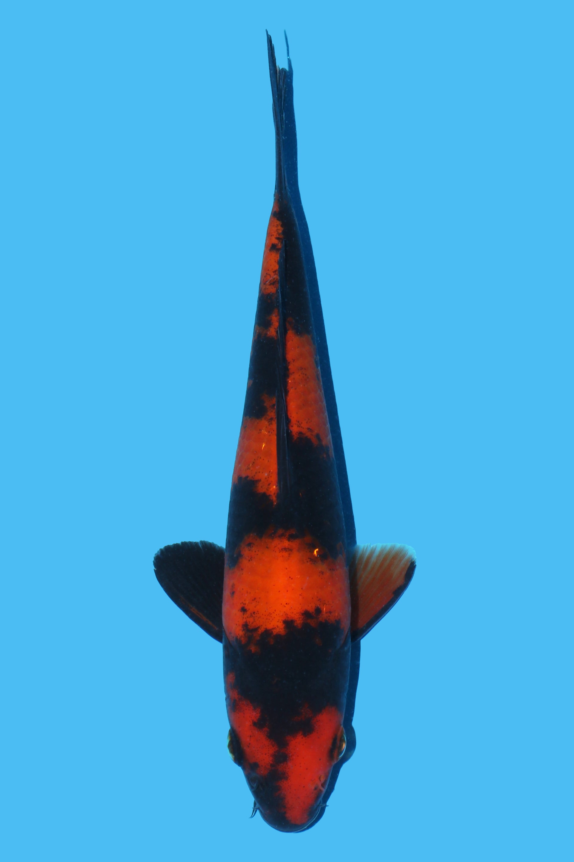Hi Utsuri