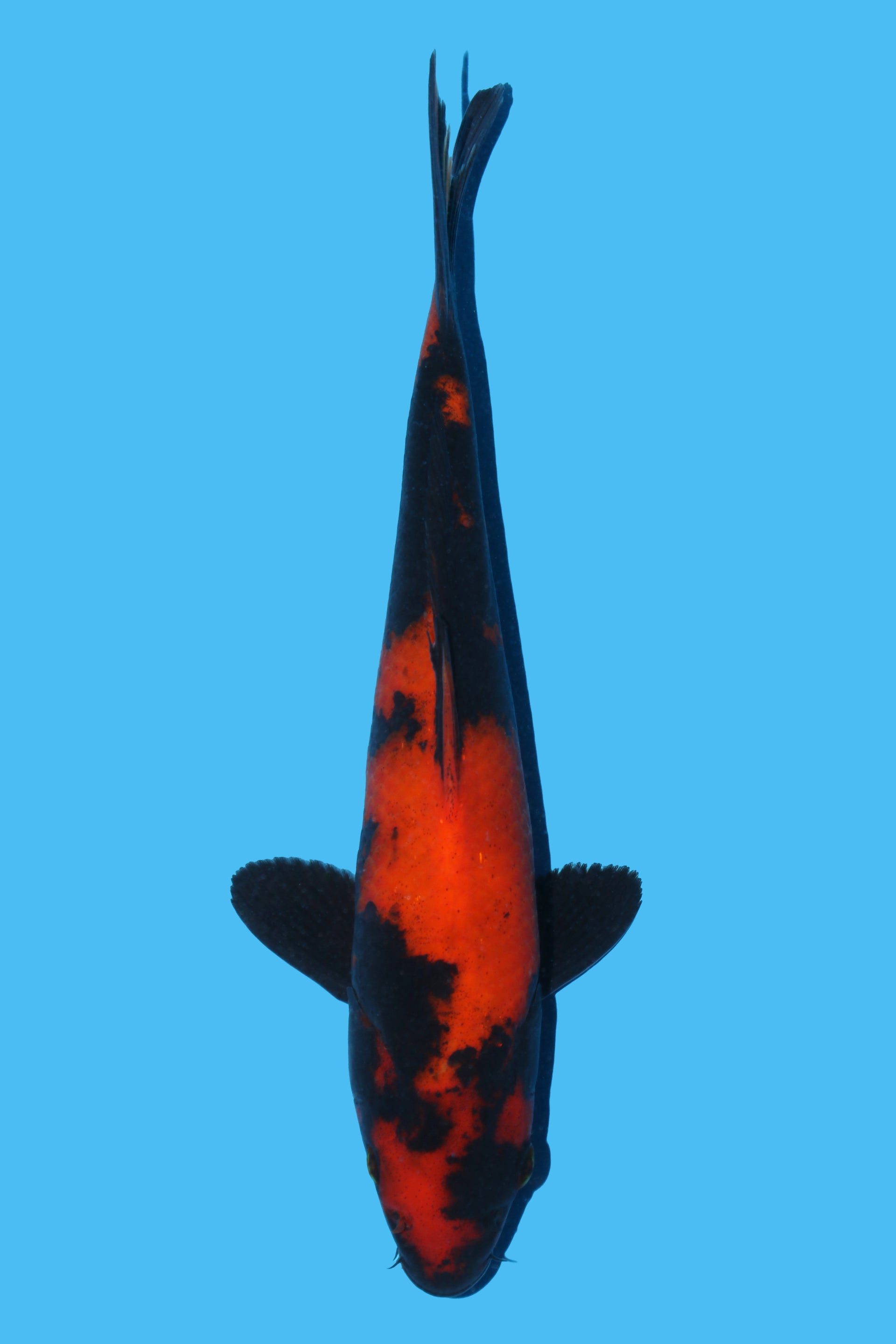 Hi Utsuri