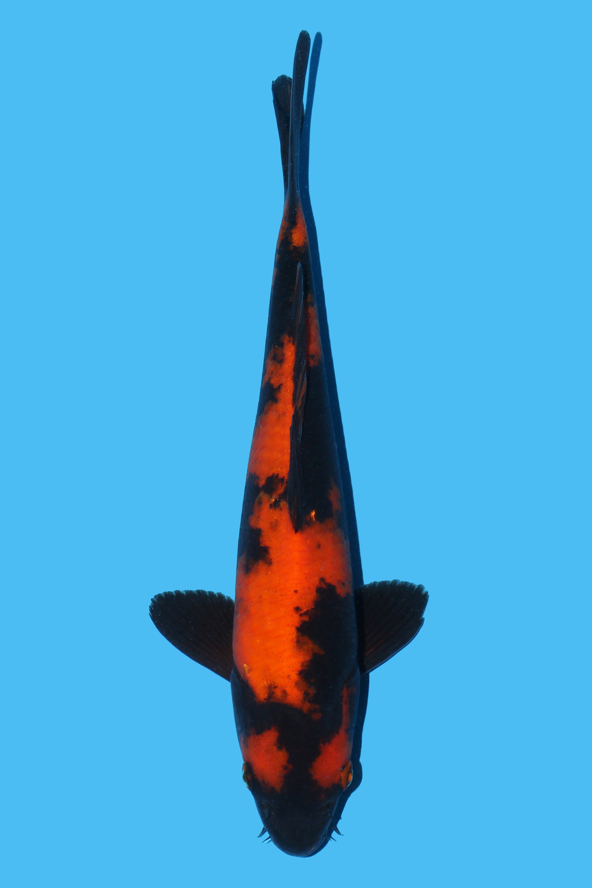 Hi Utsuri
