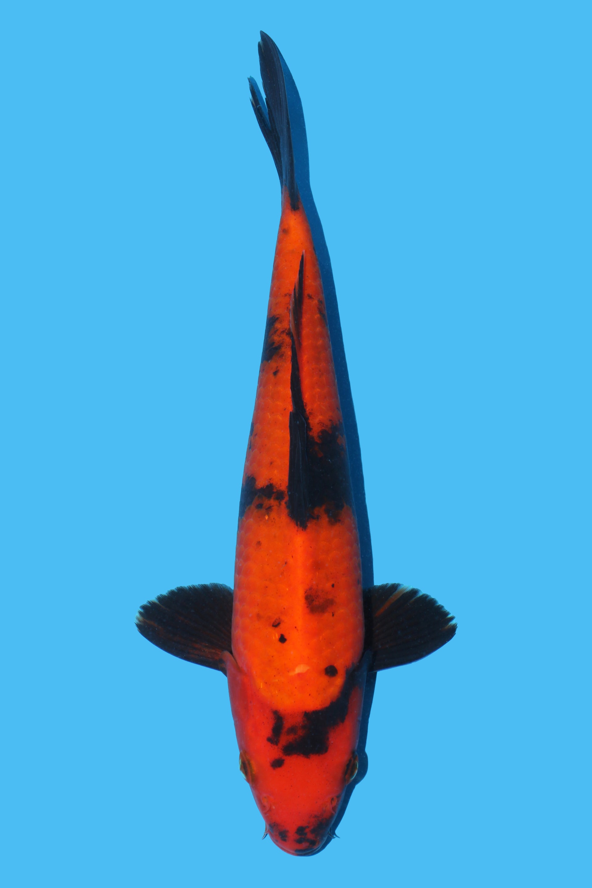 Hi Utsuri