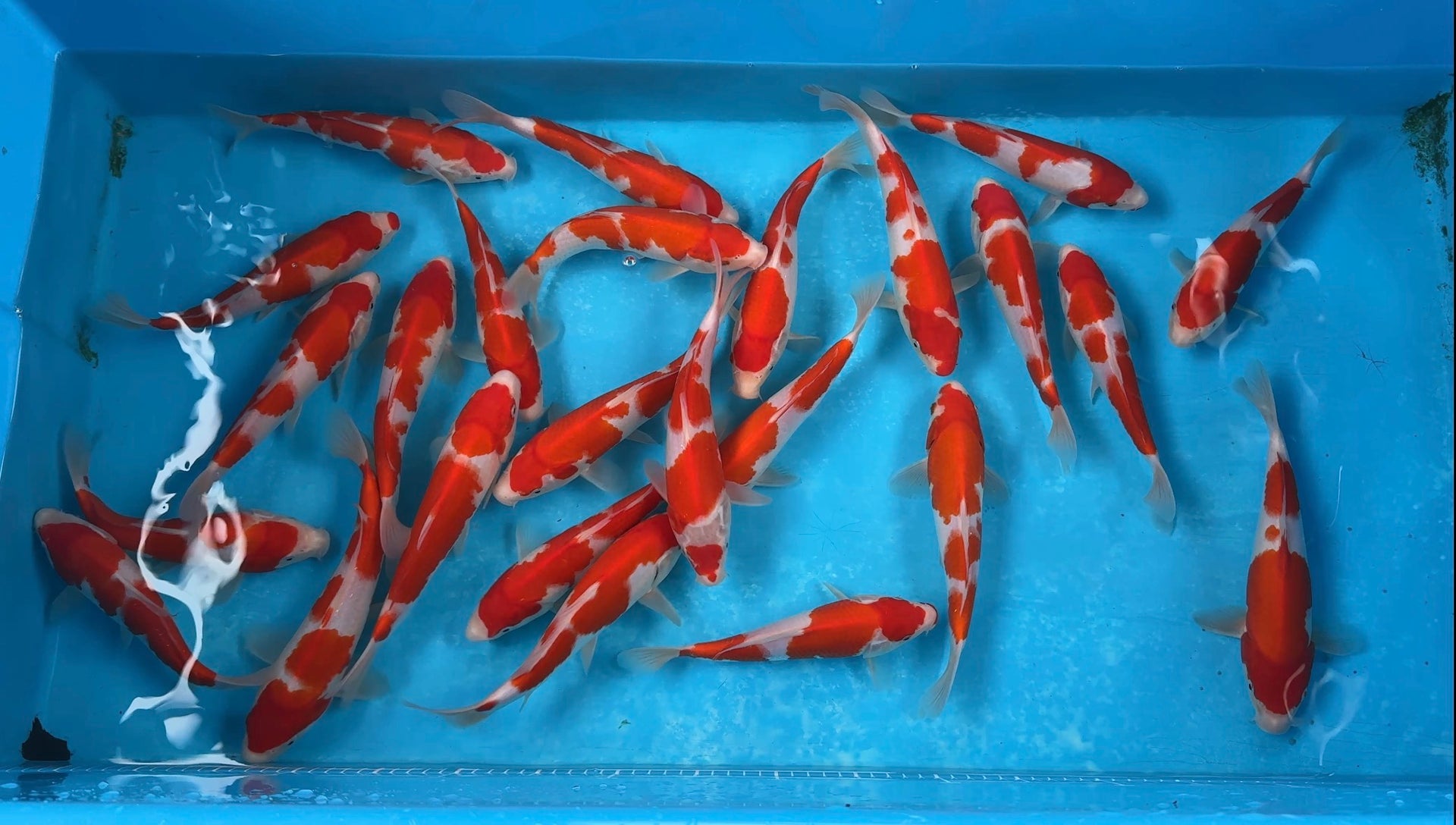 Nogami Kohaku Grow out - A