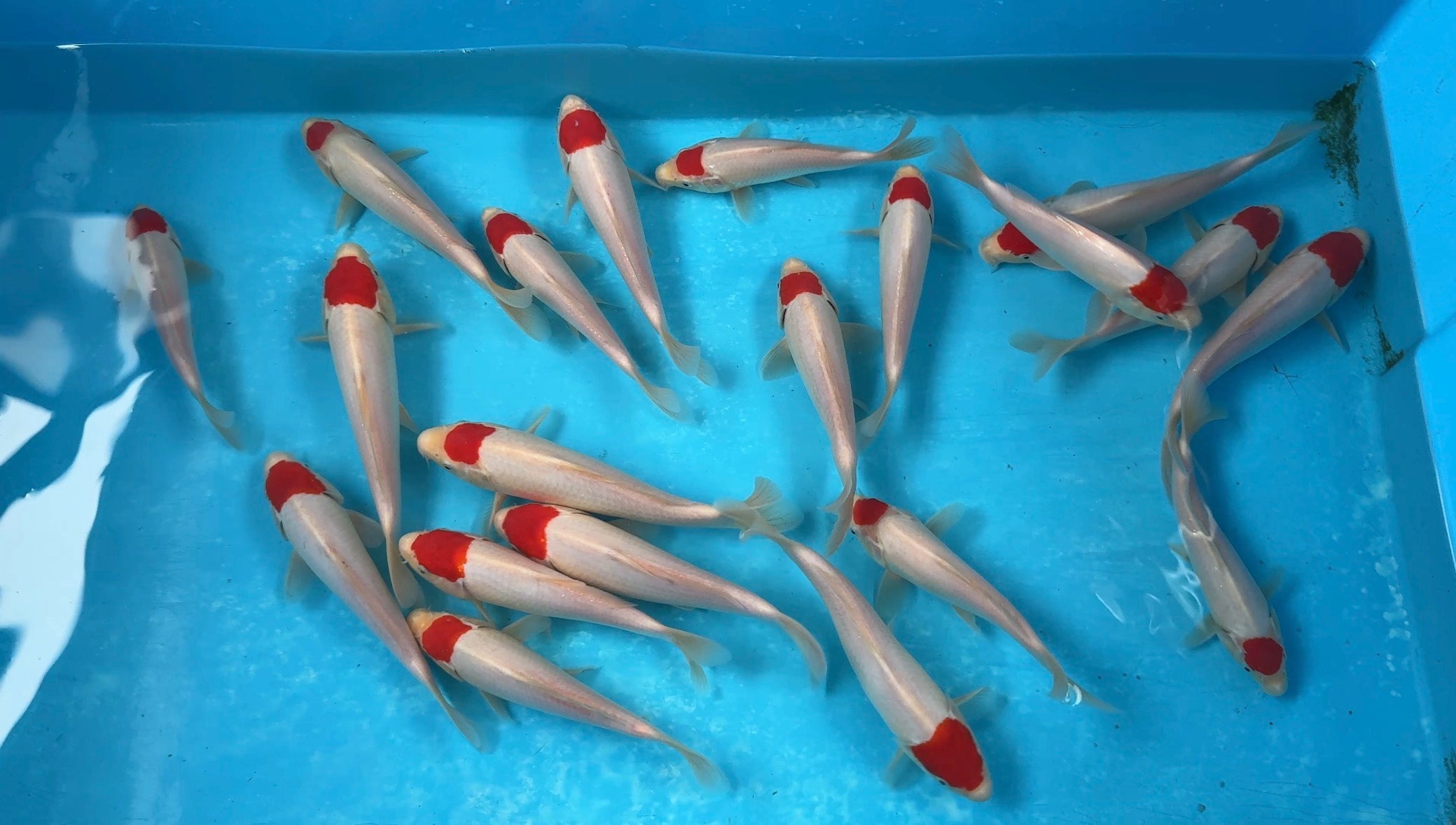 Koi Fish for Sale | Japanese Koi by Ricky Stoddart – Koi Online