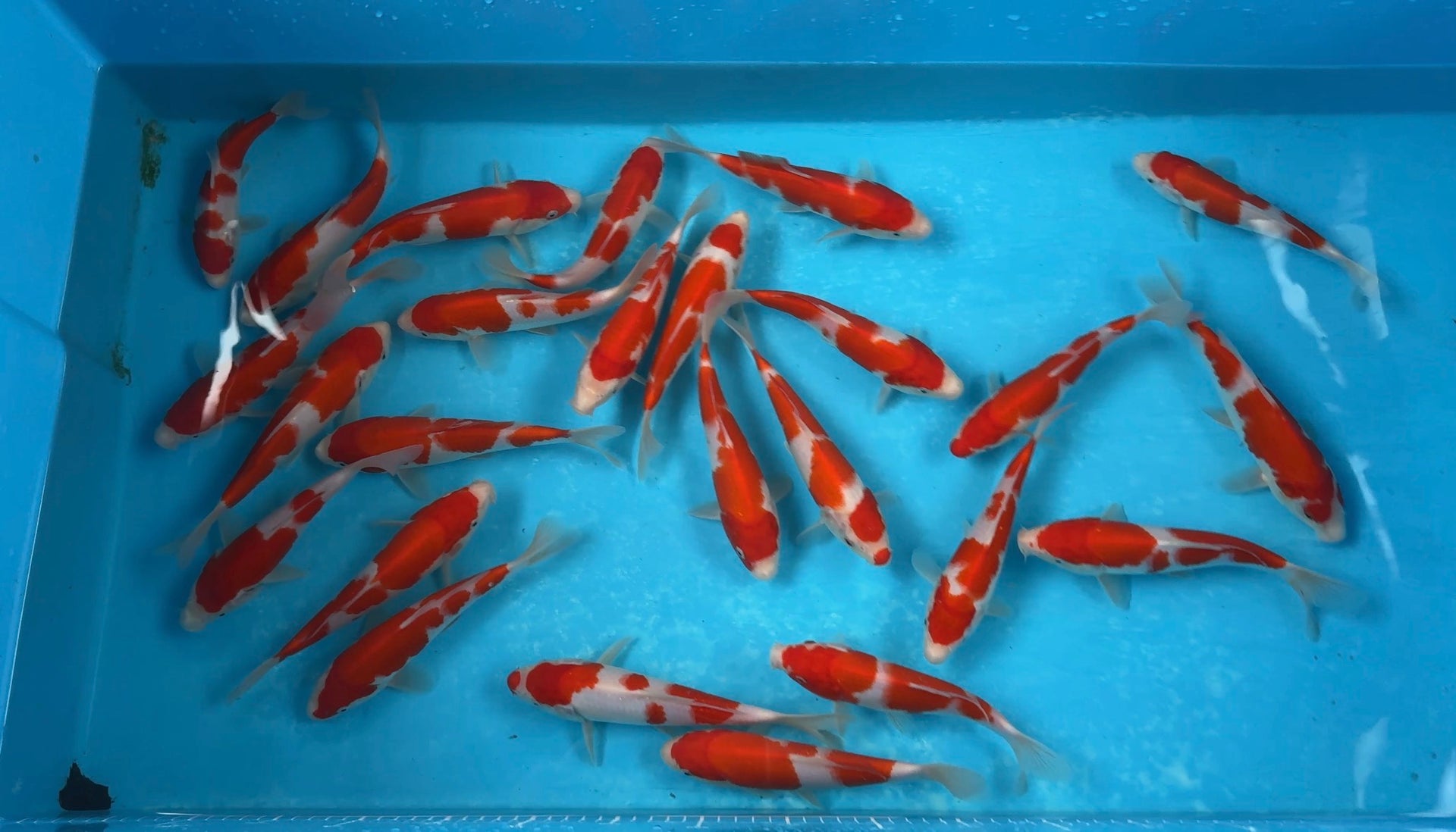 Nogami Kohaku Grow out - B