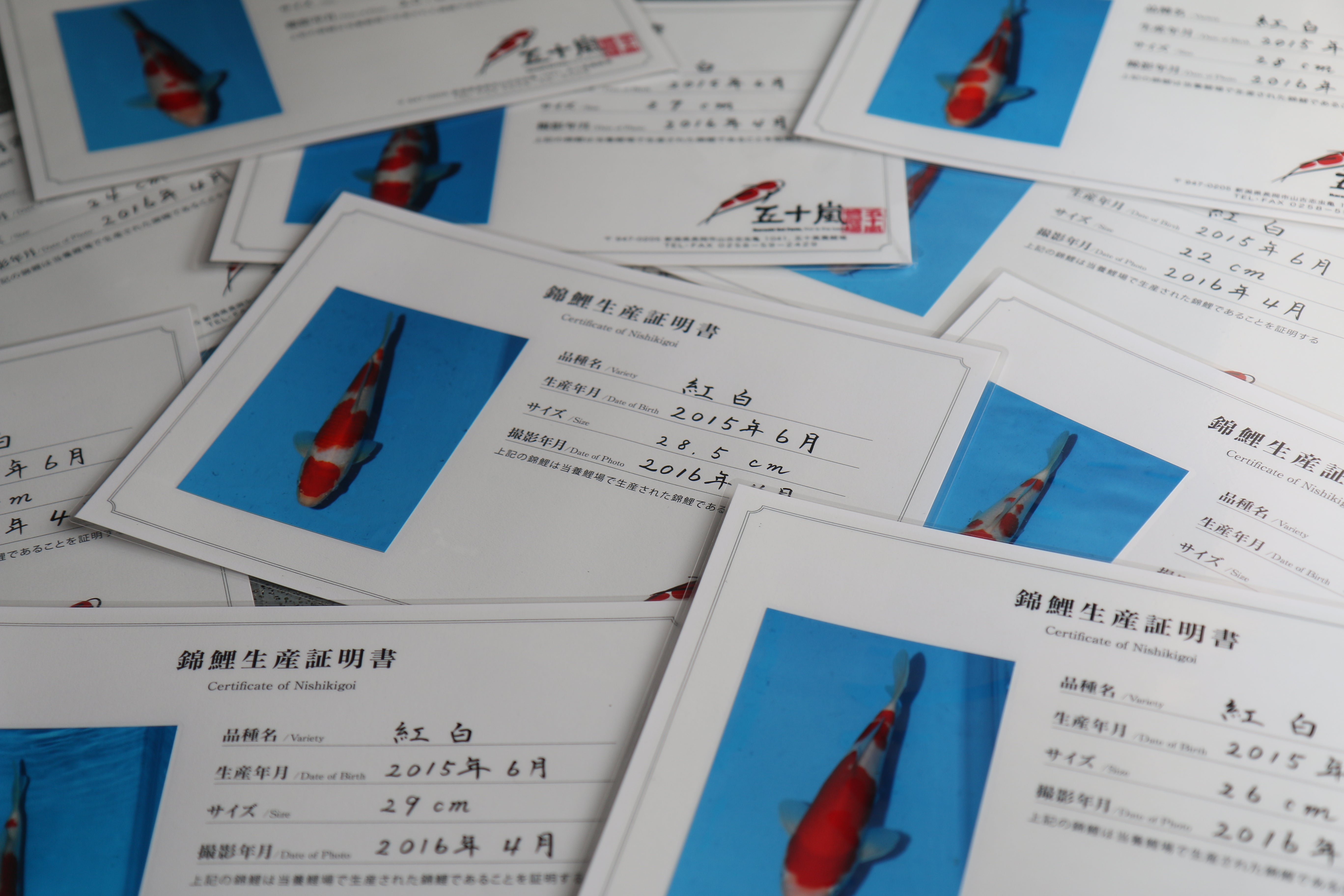 Koi Fish for Sale | Japanese Koi by Ricky Stoddart – Koi Online