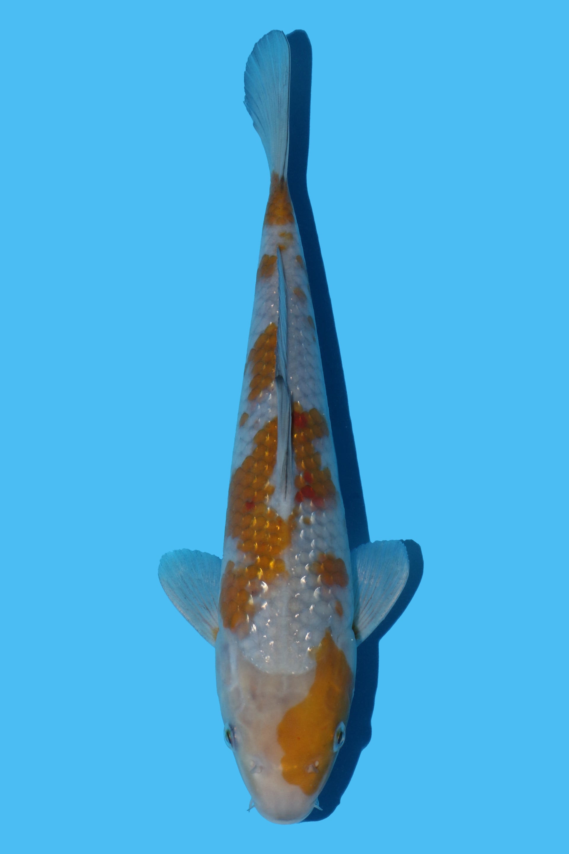 Pearl Ginrin Ochiba