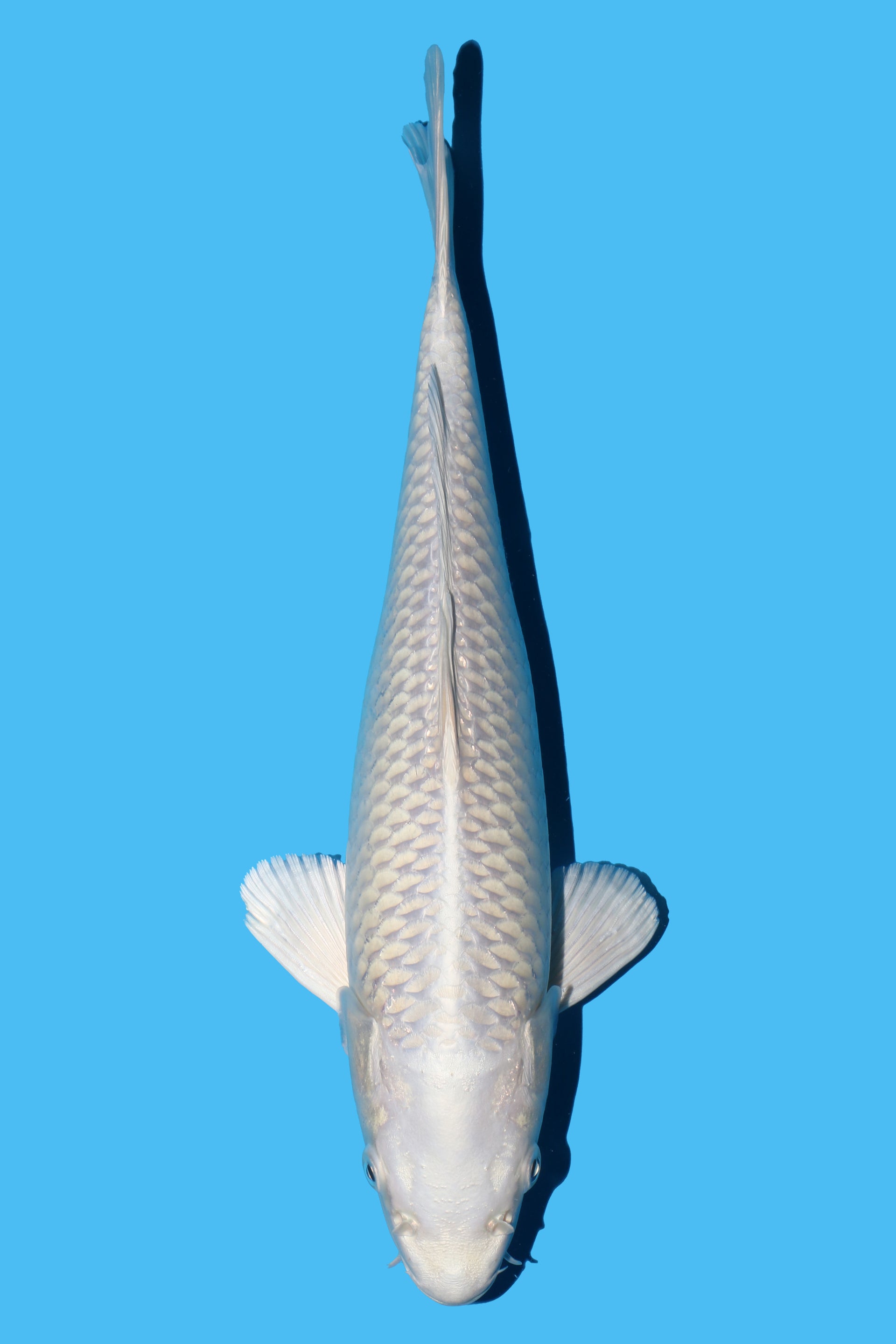 Purachina