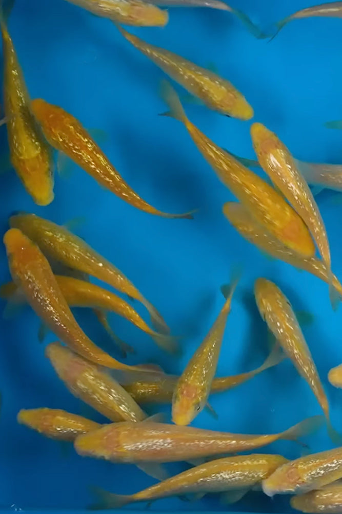 Tosai Ginrin Karashigoi