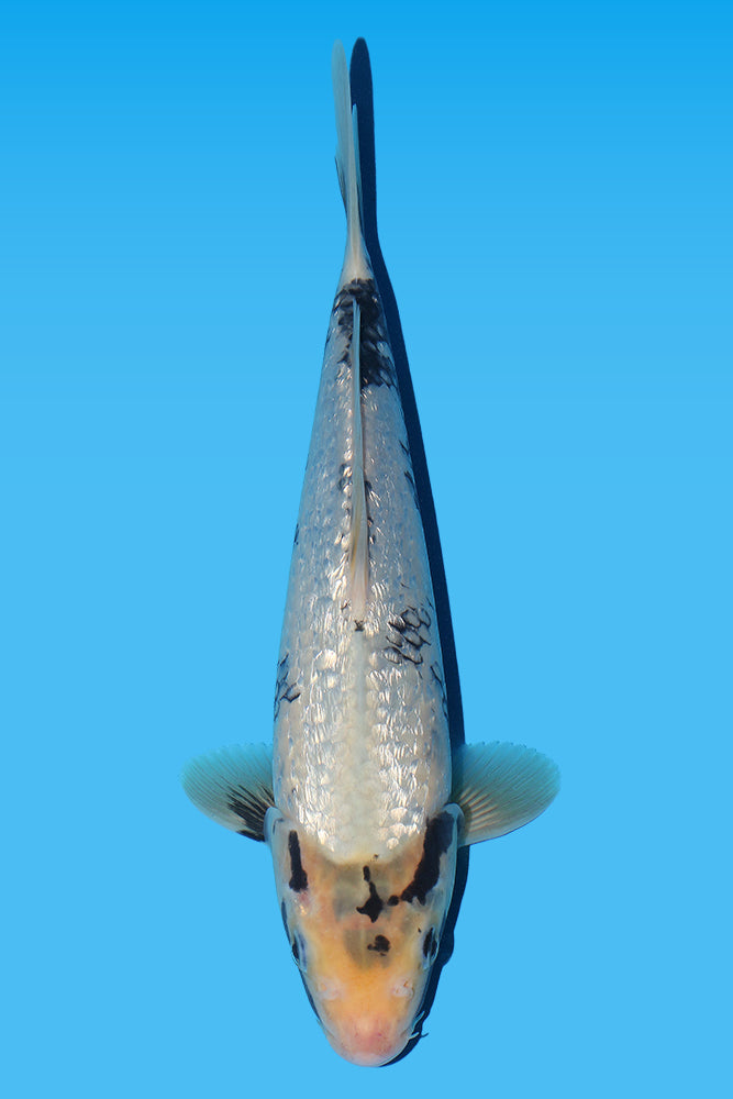 Ginrin Matsukawabake