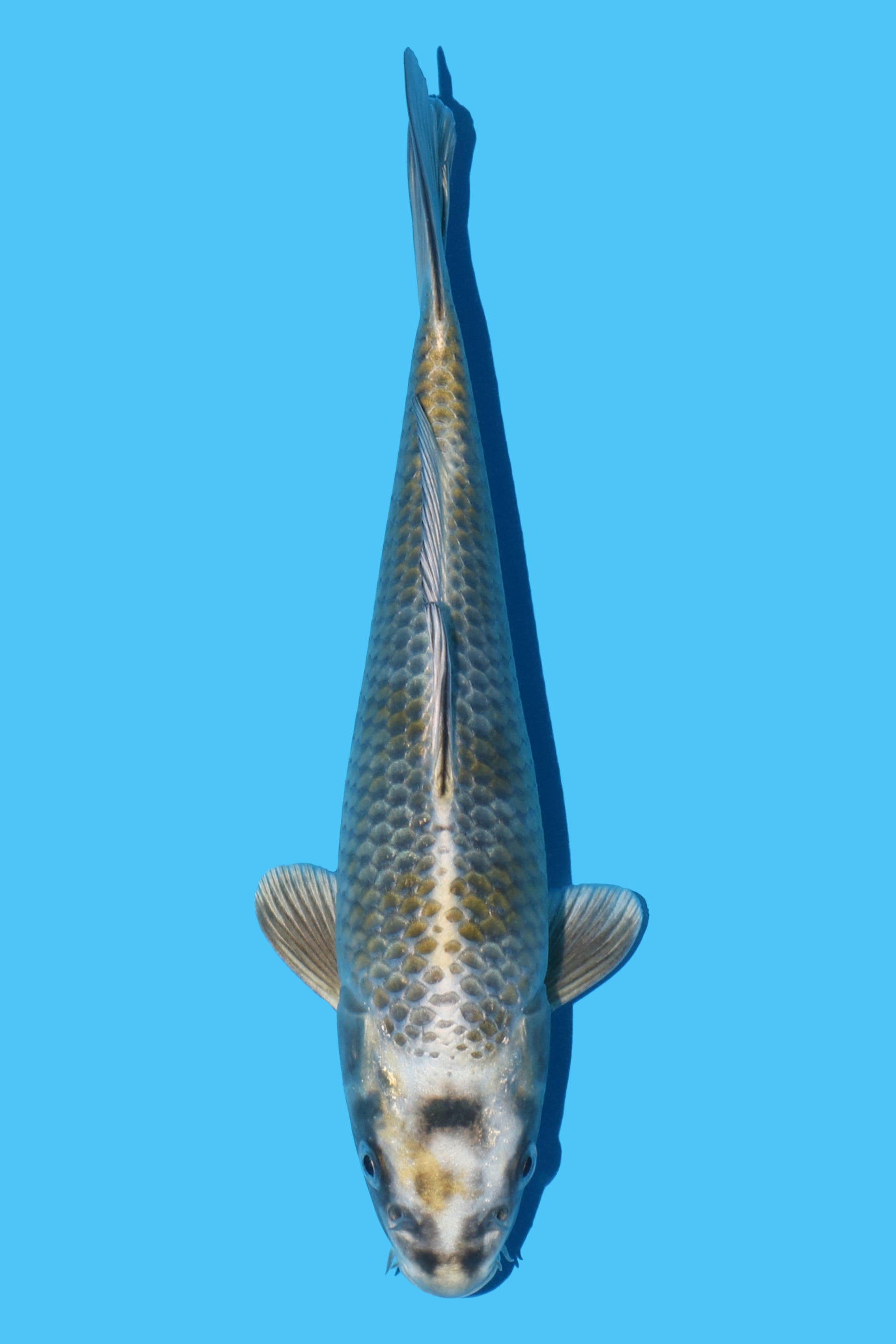 Shunkou
