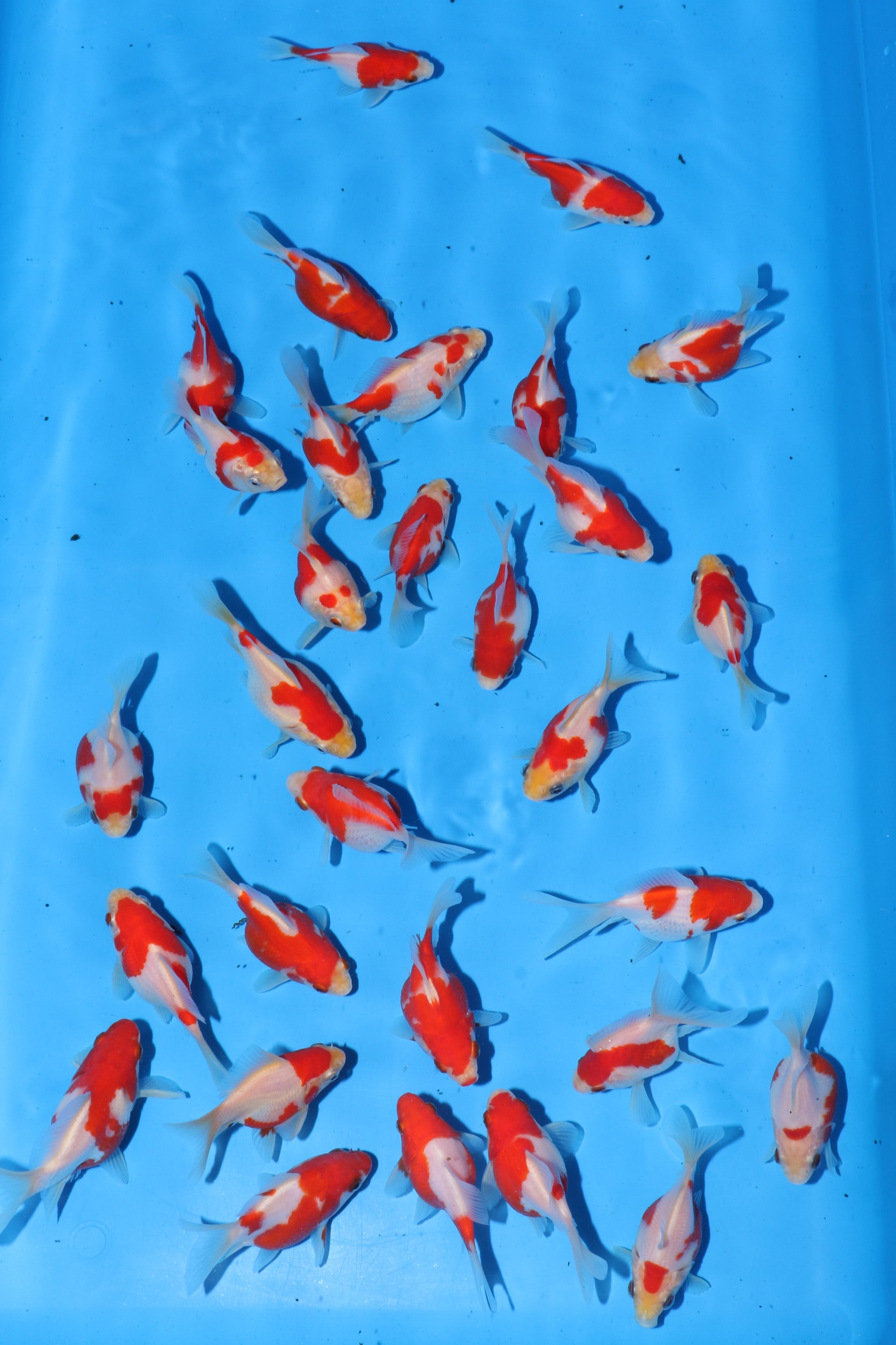 Tamasaba