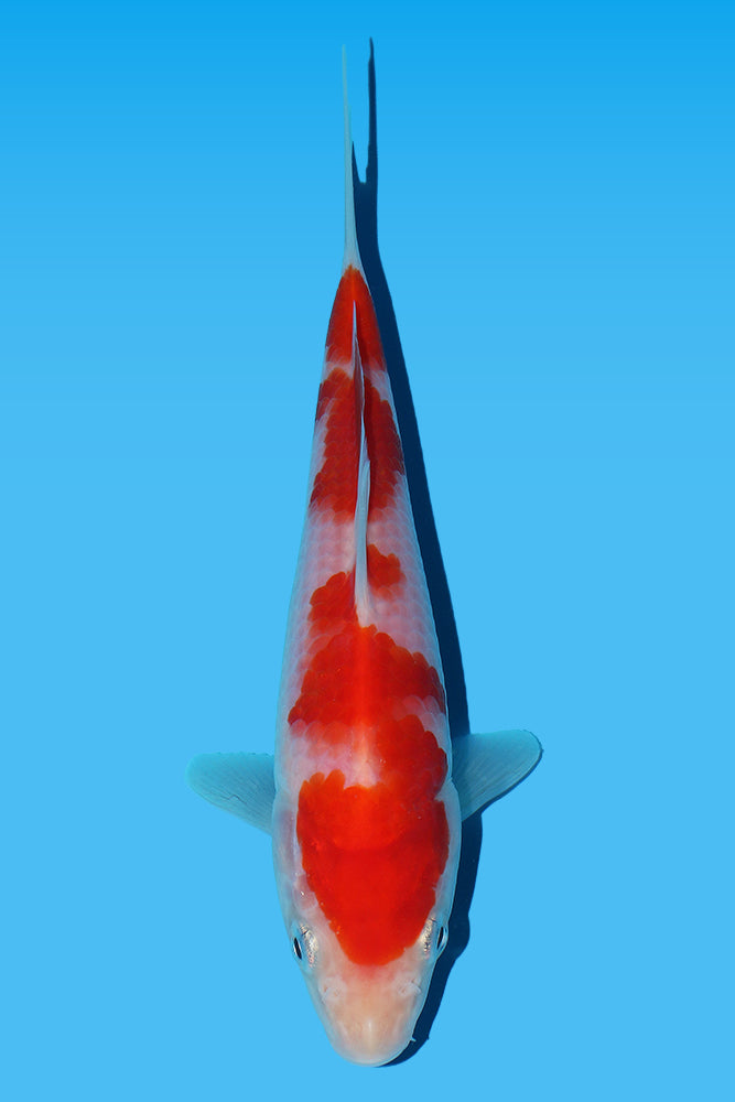 Kohaku