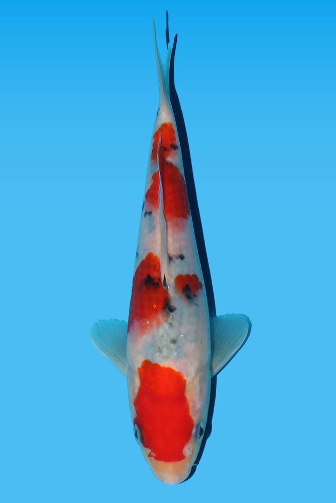 Japanese Koi for Sale | Hand-Selected by Ricky Stoddart