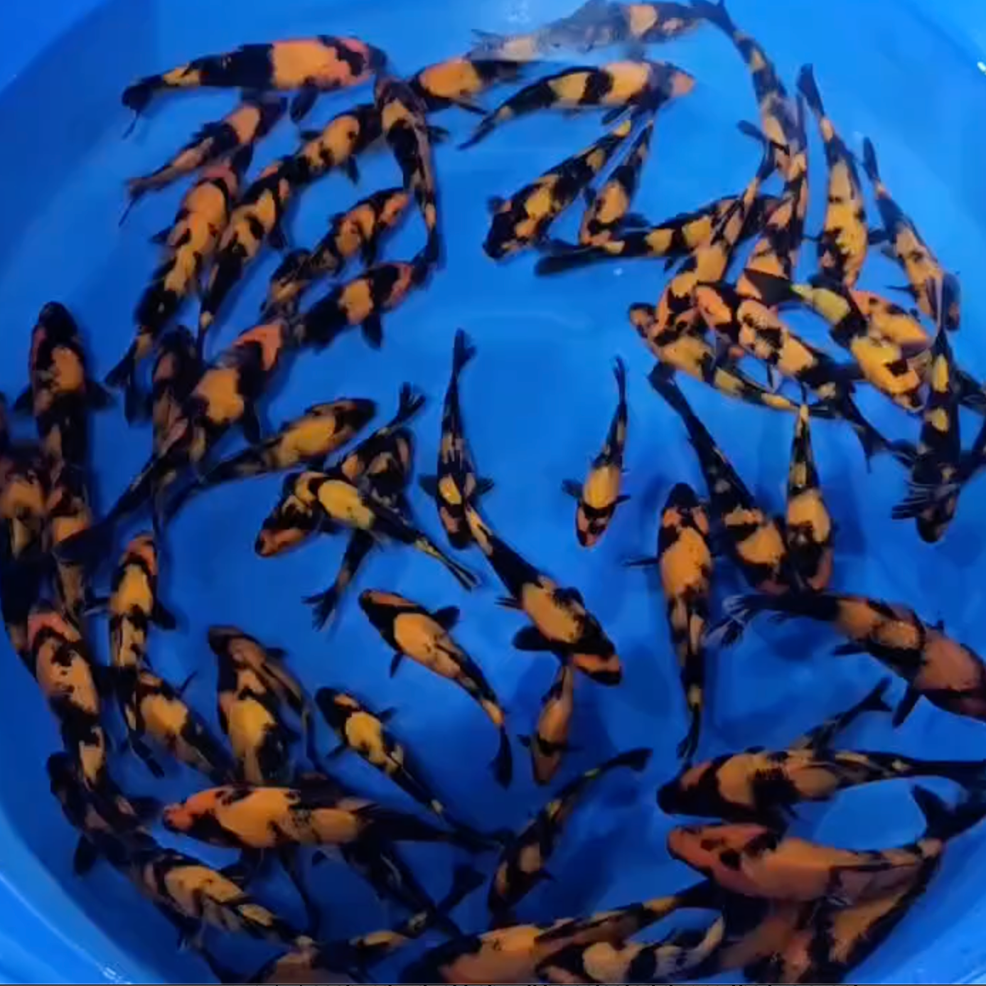 Japanese Koi for Sale | Hand-Selected by Ricky Stoddart